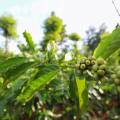 Arabica ou Robusta : quelles différences ?